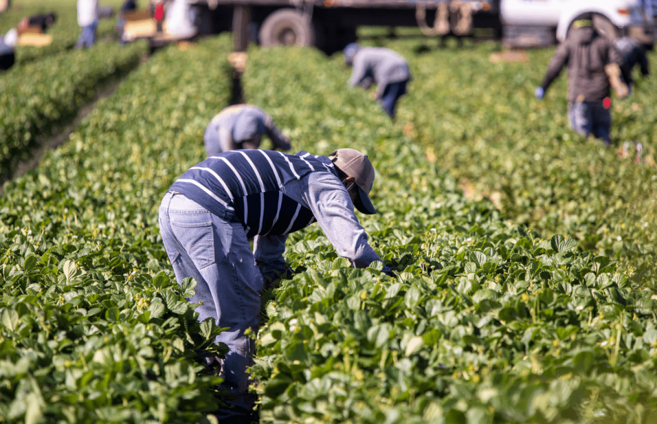 Farmworkers Cannot Wait for OSHA to Adequately Protect Them From Heat. The Fair Food Program Provides a Solution